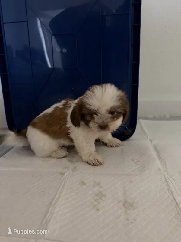 Bear – Shih Tzu puppy for sale in Houston, TX