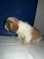Charlie, a male Shih Tzu for sale in Houston, TX – 2 of 5