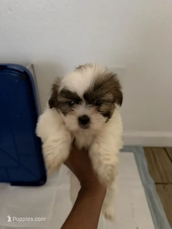 Teddy – Shih Tzu puppy for sale in Houston, TX
