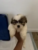 Teddy, a male Shih Tzu for sale in Houston, TX – 1 of 4