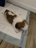 Bear, a male Shih Tzu for sale in Houston, TX – 5 of 6