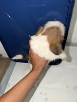 Bear, a male Shih Tzu for sale in Houston, TX – 4 of 6