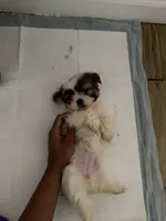 Teddy, a male Shih Tzu for sale in Houston, TX – 3 of 4
