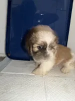 Charlie, a male Shih Tzu for sale in Houston, TX – 1 of 5