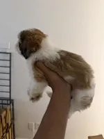 Charlie, a male Shih Tzu for sale in Houston, TX – 3 of 5