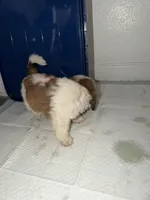 Bear, a male Shih Tzu for sale in Houston, TX – 3 of 6