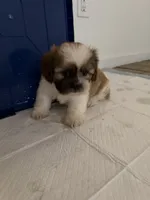 Charlie, a male Shih Tzu for sale in Houston, TX – 4 of 5