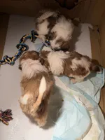 Bear, a male Shih Tzu for sale in Houston, TX – 6 of 6