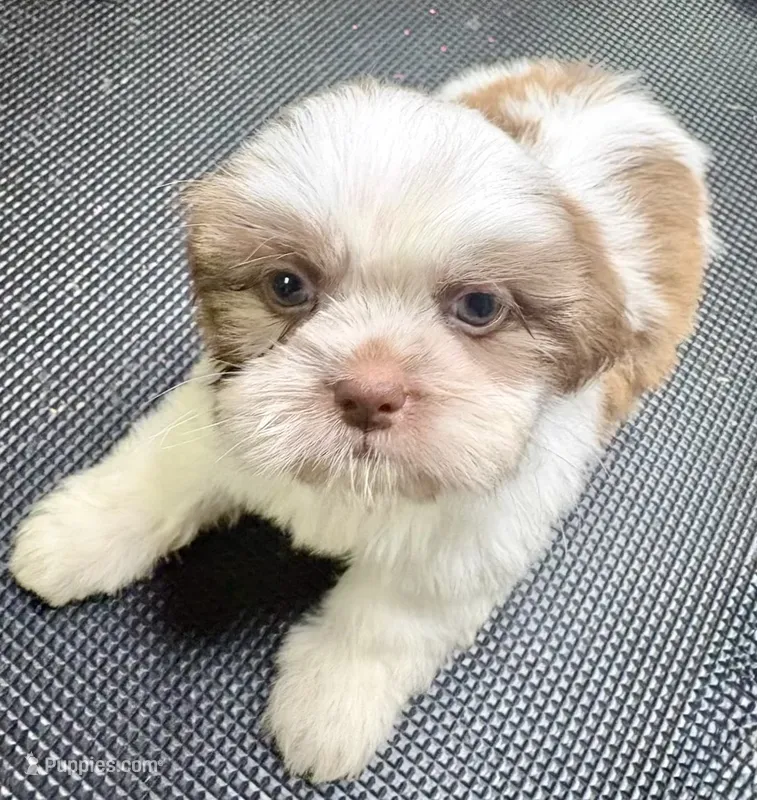 Bear – Shih Tzu puppy for sale in Houston, TX