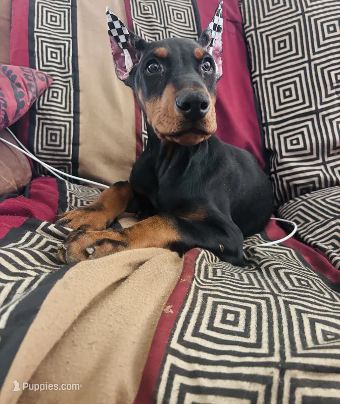 Negan – Doberman Pinscher puppy for sale in Ranson, WV