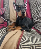 Negan, a male Doberman Pinscher for sale in Ranson, WV – 1 of 7