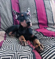 Negan, a male Doberman Pinscher for sale in Ranson, WV – 7 of 7