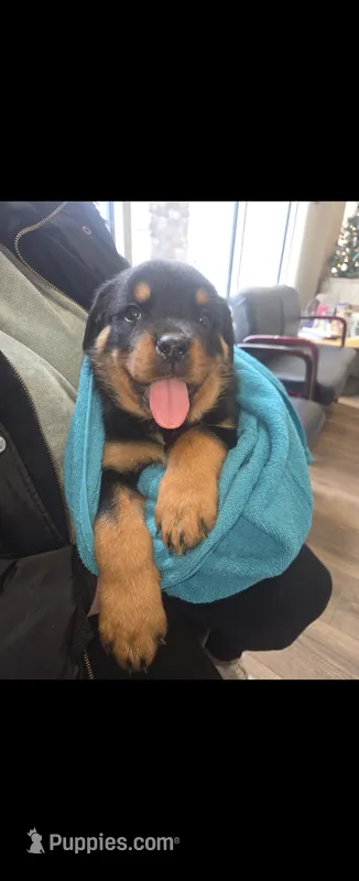 Bobo – Rottweiler puppy for sale in East Stroudsburg, PA