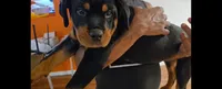 Baba, a female Rottweiler for sale in East Stroudsburg, PA – 7 of 10