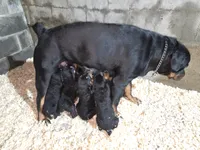 Baba, a female Rottweiler for sale in East Stroudsburg, PA – 8 of 10
