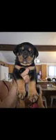 Bobo, a male Rottweiler for sale in East Stroudsburg, PA – 6 of 10