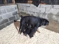 Baba, a female Rottweiler for sale in East Stroudsburg, PA – 10 of 10
