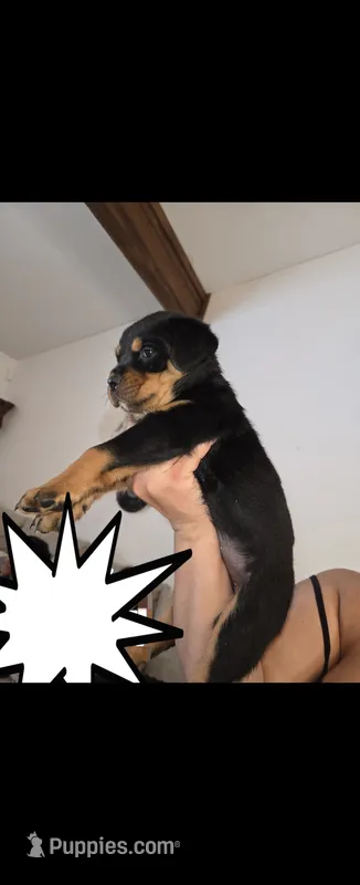 Baba – Rottweiler puppy for sale in East Stroudsburg, PA