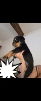 Bobo, a male Rottweiler for sale in East Stroudsburg, PA – 2 of 10