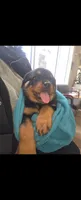 Bobo, a male Rottweiler for sale in East Stroudsburg, PA – 5 of 10