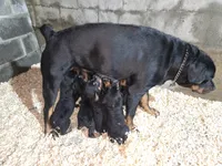 Baba, a female Rottweiler for sale in East Stroudsburg, PA – 9 of 10