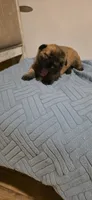 Magnolia , a female Cairn Terrier for sale in Annapolis, MD – 2 of 2