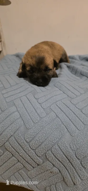 Magnolia  – Cairn Terrier puppy for sale in Annapolis, MD