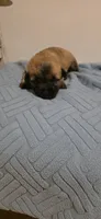 Magnolia , a female Cairn Terrier for sale in Annapolis, MD – 1 of 2