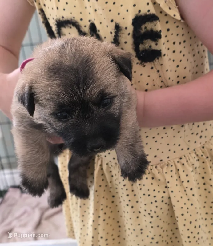 Magnolia  – Cairn Terrier puppy for sale in Annapolis, MD