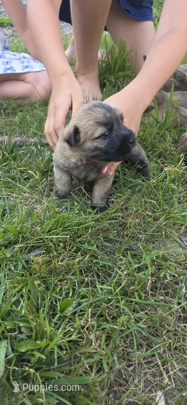Magnolia  – Cairn Terrier puppy for sale in Annapolis, MD