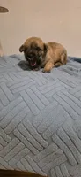 Light sky , a male Cairn Terrier for sale in Annapolis, MD – 2 of 2