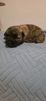 Cherry , a female Cairn Terrier for sale in Annapolis, MD – 2 of 4
