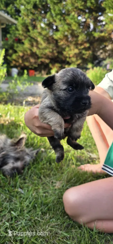 Dark sky  – Cairn Terrier puppy for sale in Annapolis, MD