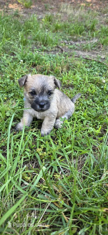 Light sky  – Cairn Terrier puppy for sale in Annapolis, MD