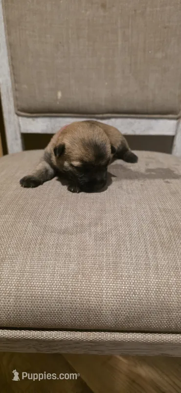 Cherry – Cairn Terrier puppy for sale in Annapolis, MD