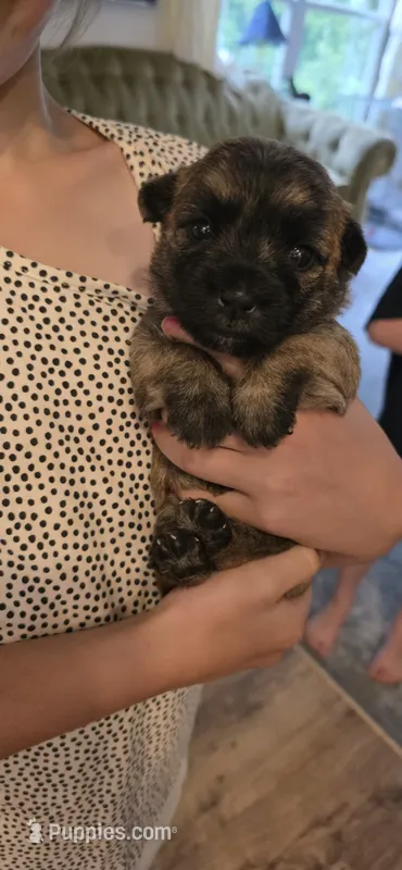 Cherry  – Cairn Terrier puppy for sale in Annapolis, MD