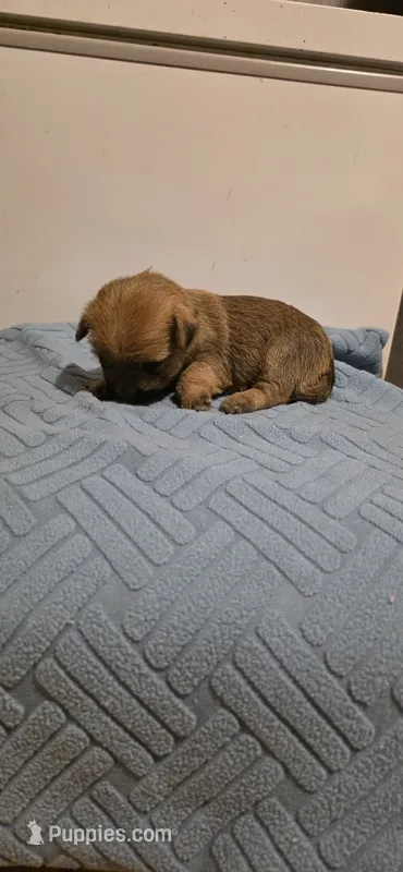 Violet  – Cairn Terrier puppy for sale in Annapolis, MD