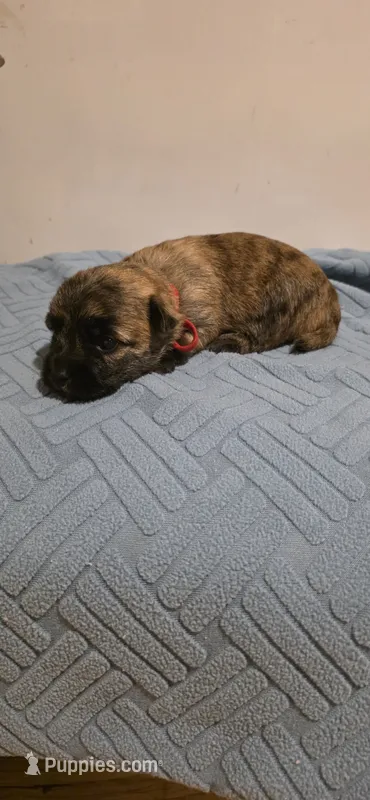 Cherry  – Cairn Terrier puppy for sale in Annapolis, MD