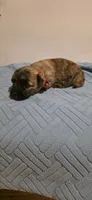 Cherry , a female Cairn Terrier for sale in Annapolis, MD – 1 of 4