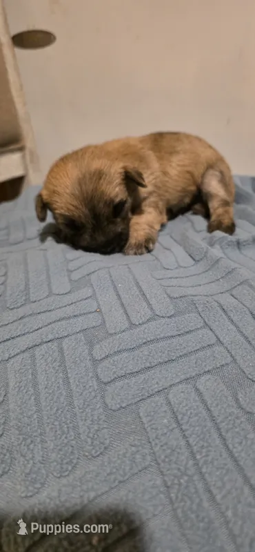 Light sky  – Cairn Terrier puppy for sale in Annapolis, MD