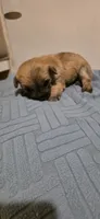 Light sky , a male Cairn Terrier for sale in Annapolis, MD – 1 of 2