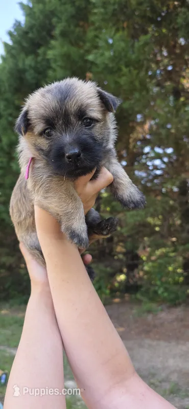 Magnolia  – Cairn Terrier puppy for sale in Annapolis, MD
