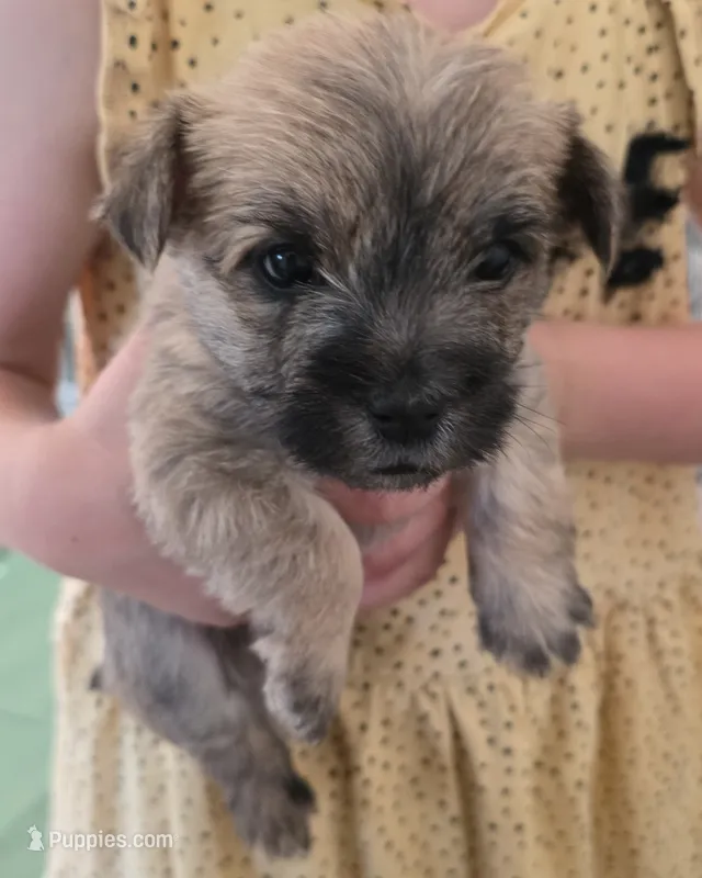 Light sky  – Cairn Terrier puppy for sale in Annapolis, MD