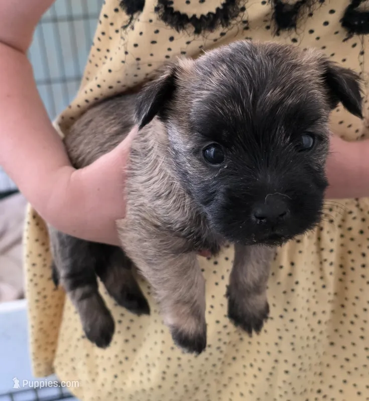 Dark sky  – Cairn Terrier puppy for sale in Annapolis, MD