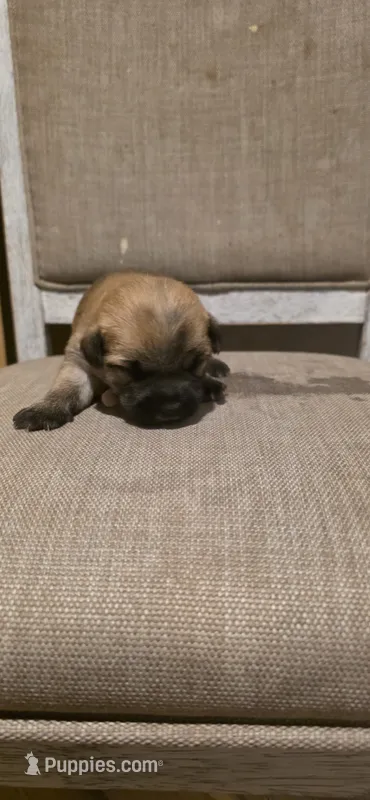 Tulip – Cairn Terrier puppy for sale in Annapolis, MD