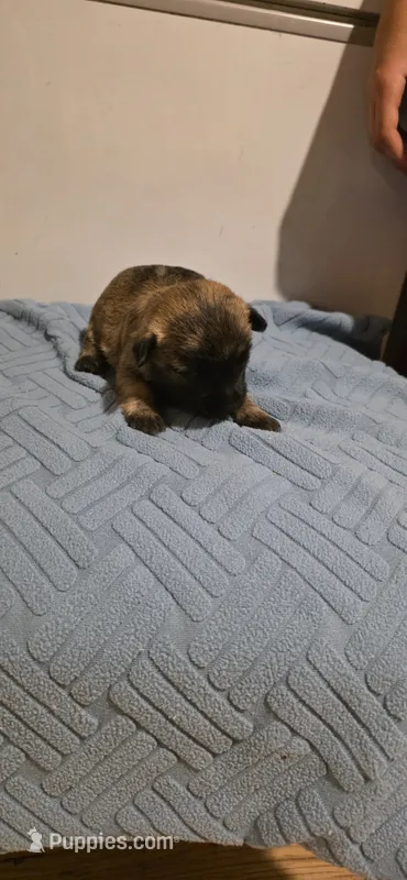 Dark sky  – Cairn Terrier puppy for sale in Annapolis, MD