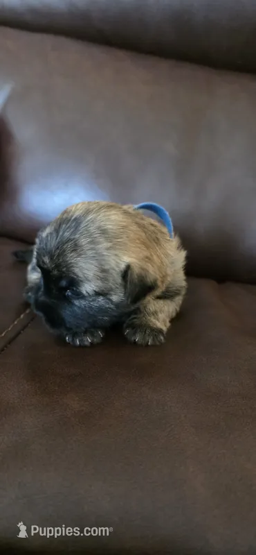 Dark sky  – Cairn Terrier puppy for sale in Annapolis, MD