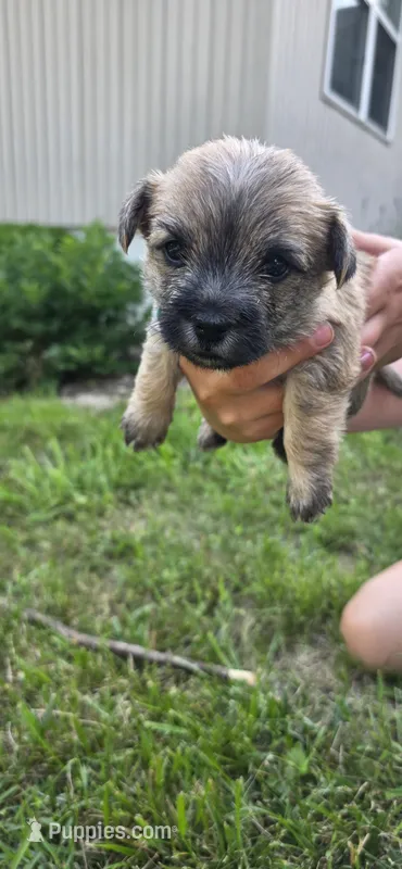 Light sky  – Cairn Terrier puppy for sale in Annapolis, MD