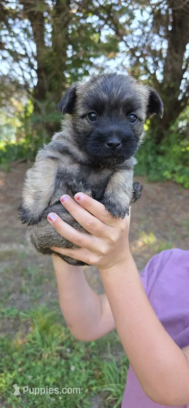 Dark sky  – Cairn Terrier puppy for sale in Annapolis, MD