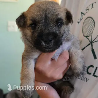 Light sky  – Cairn Terrier puppy for sale in Annapolis, MD